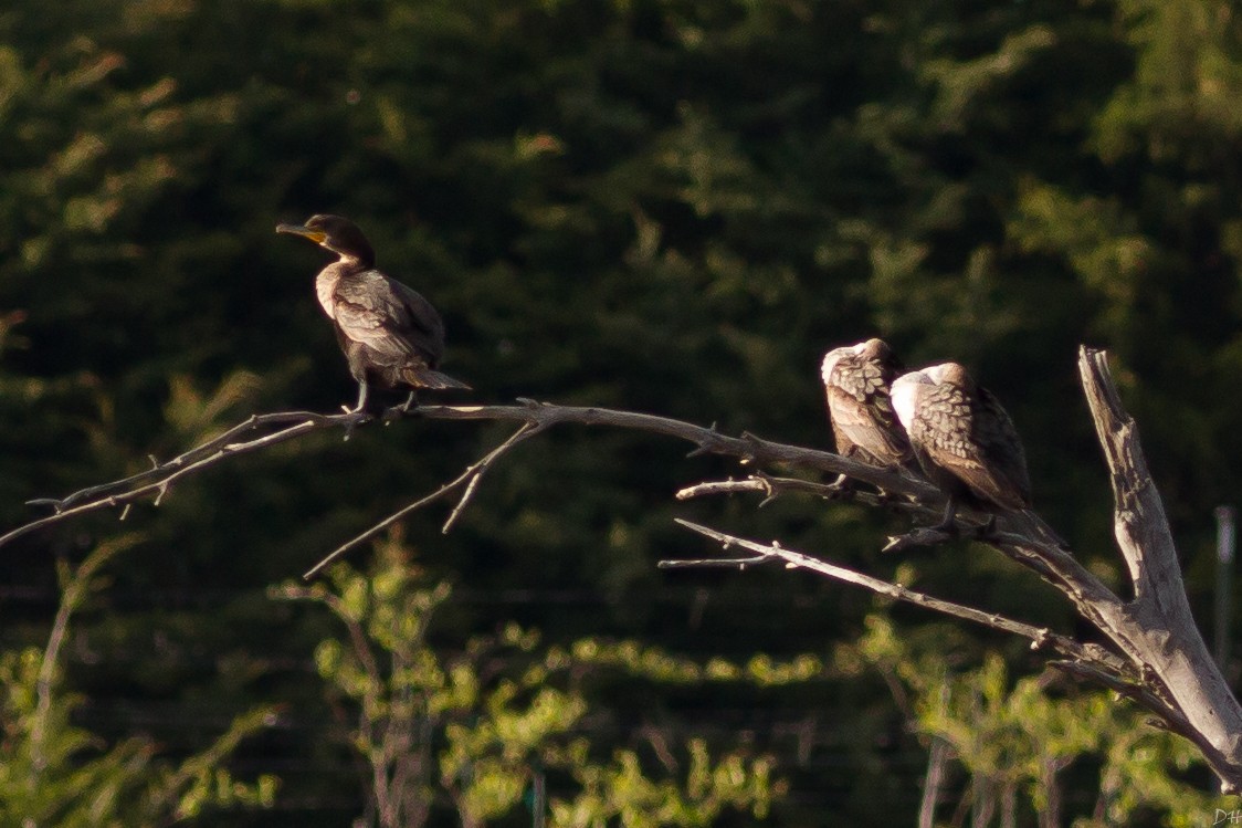 Double-crested Cormorant - David Hill