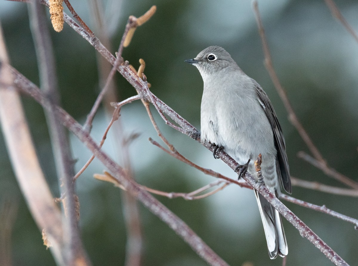 Townsend's Solitaire - Vincent Giroux