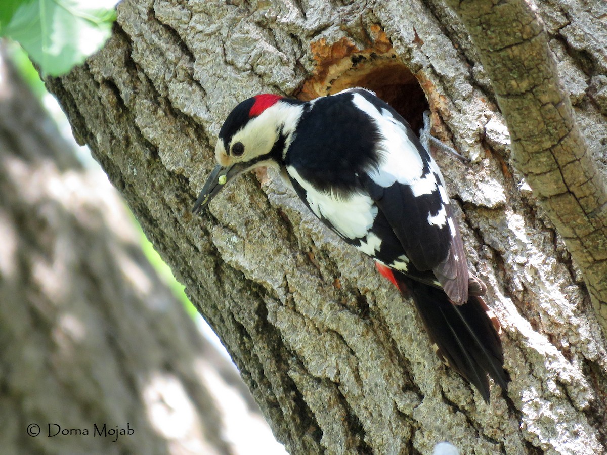 Syrian Woodpecker - Dorna Mojab
