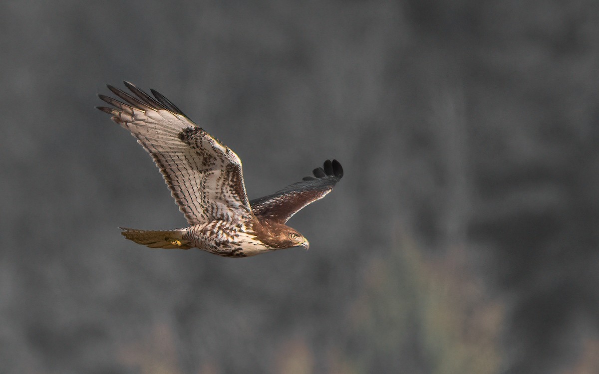Red-tailed Hawk - ML288001541