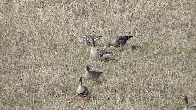 Greater White-fronted Goose - ML288001741