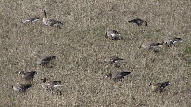 Greater White-fronted Goose - ML288001791