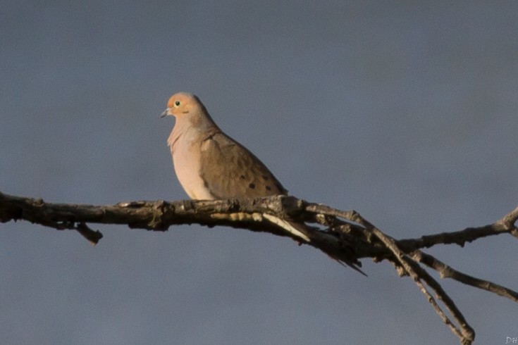 Mourning Dove - David Hill