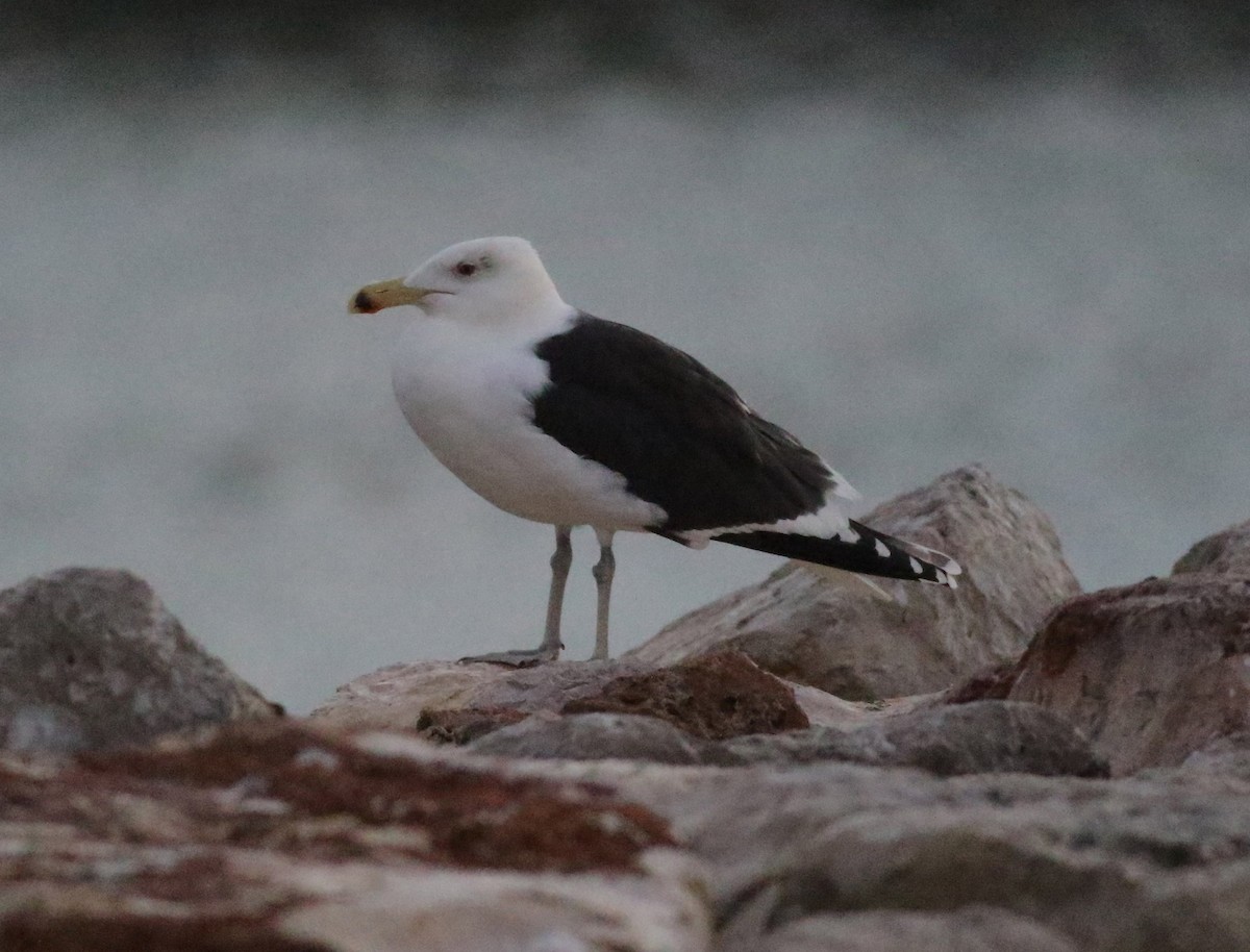 Great Black-backed Gull - Georg Schreier Birdwatching Algarve