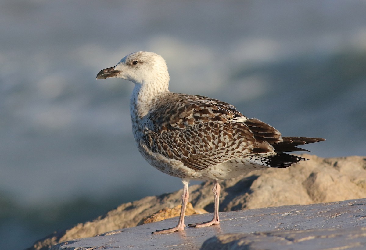 Great Black-backed Gull - Georg Schreier Birdwatching Algarve
