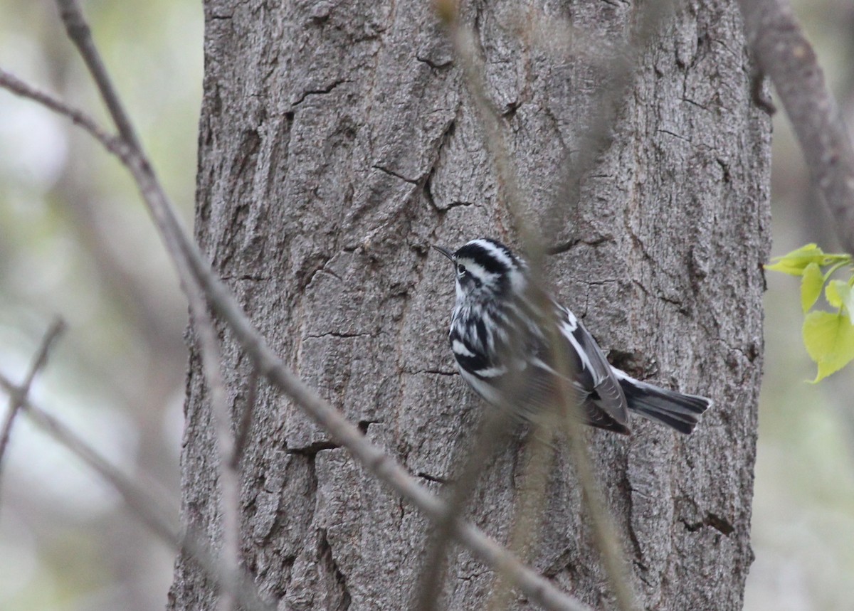 Black-and-white Warbler - ML28800601