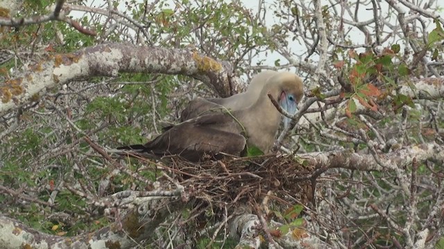Red-footed Booby (Eastern Pacific) - ML288008791
