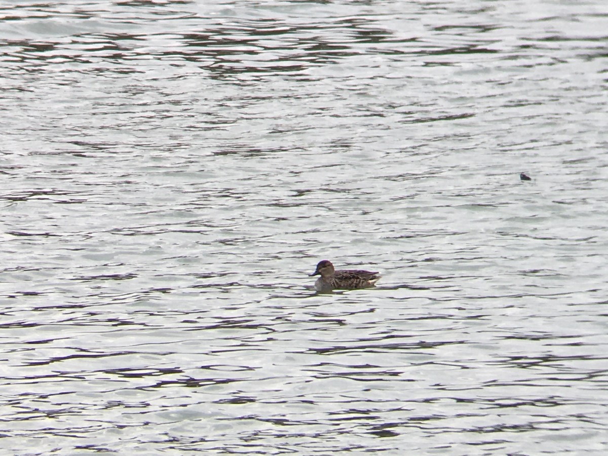 Green-winged Teal - ML288010281
