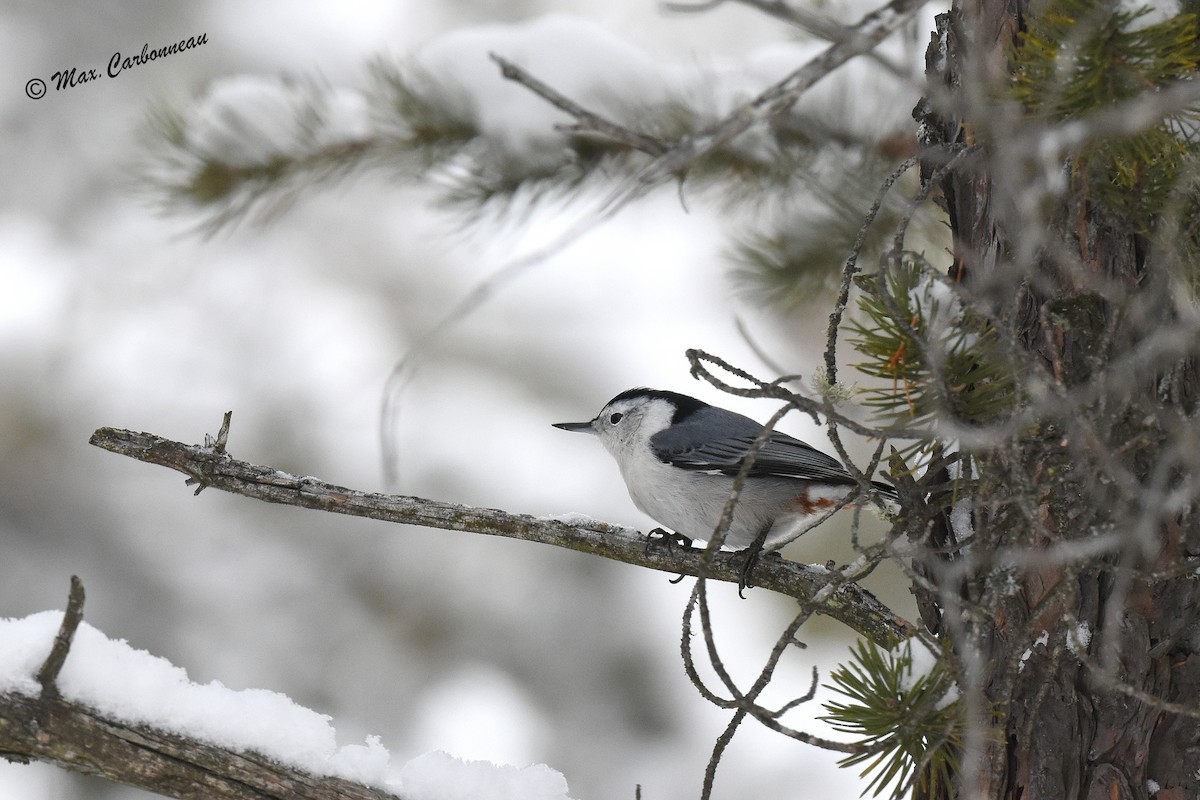 White-breasted Nuthatch - ML288012641