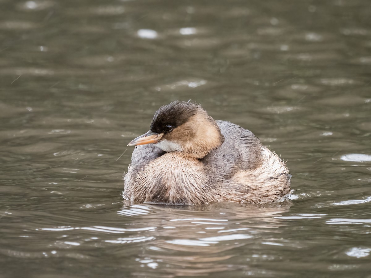 Little Grebe - Andy Wasley