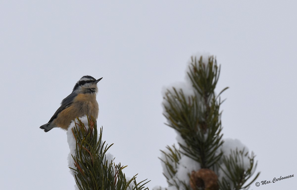 Red-breasted Nuthatch - ML288013891