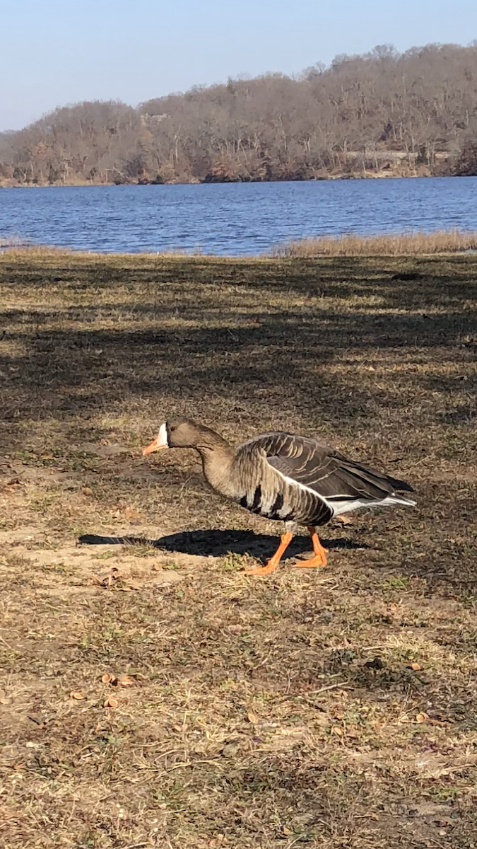 Greater White-fronted Goose - ML288021541