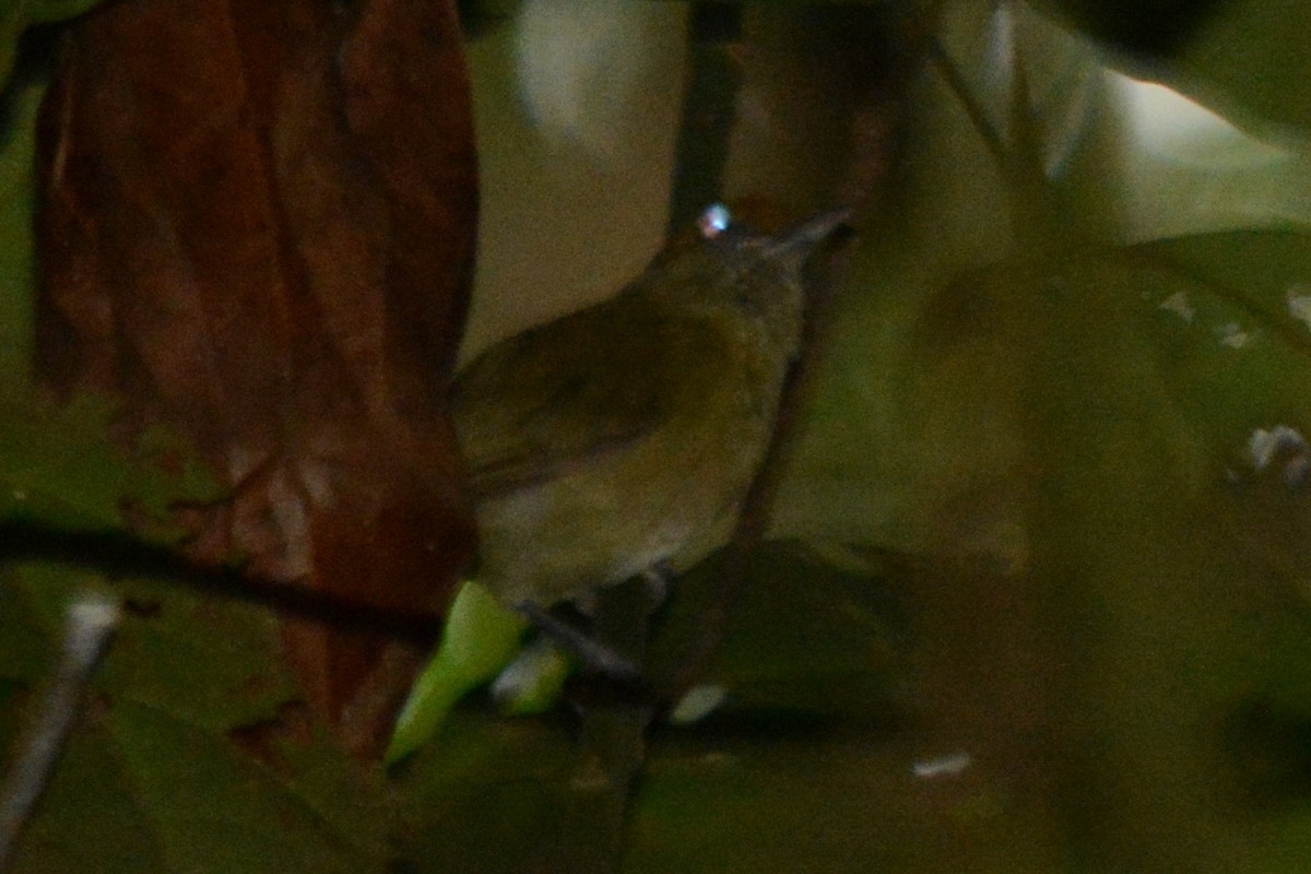 Tawny-crowned Greenlet - ML288029751