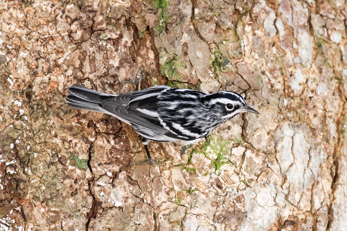 Black-and-white Warbler - ML288030391