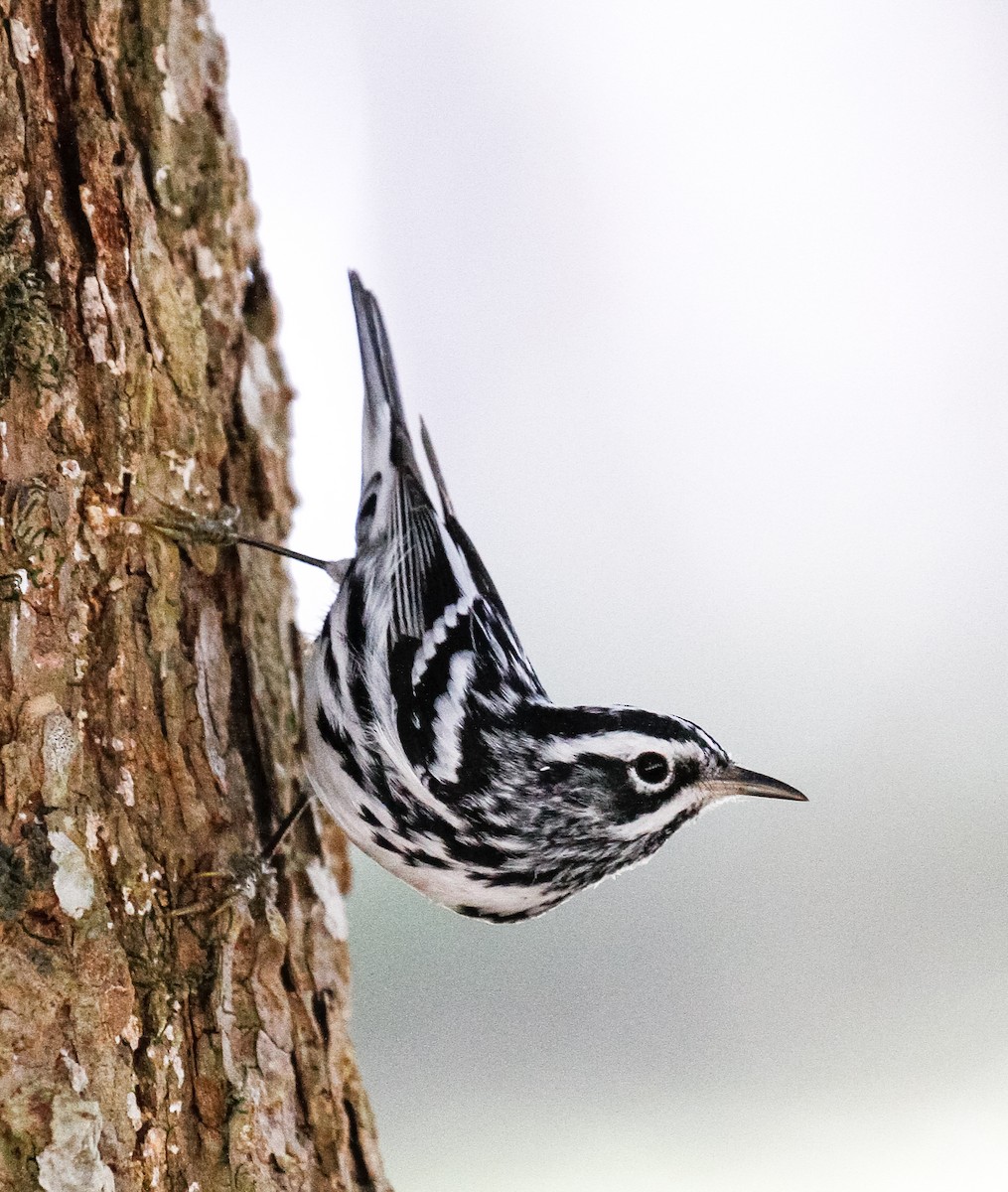 Black-and-white Warbler - ML288030451