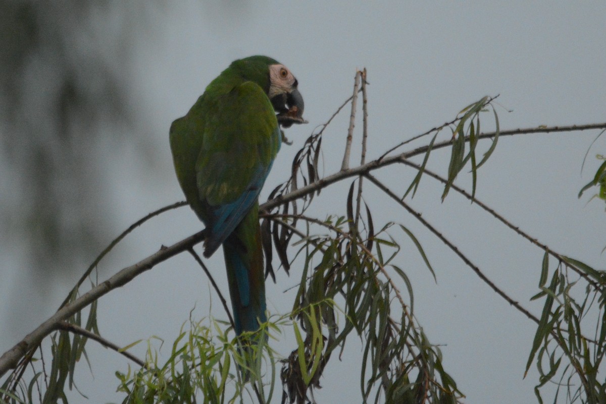 Chestnut-fronted Macaw - ML288030531