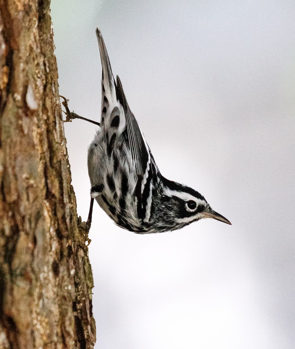 Black-and-white Warbler - ML288030551