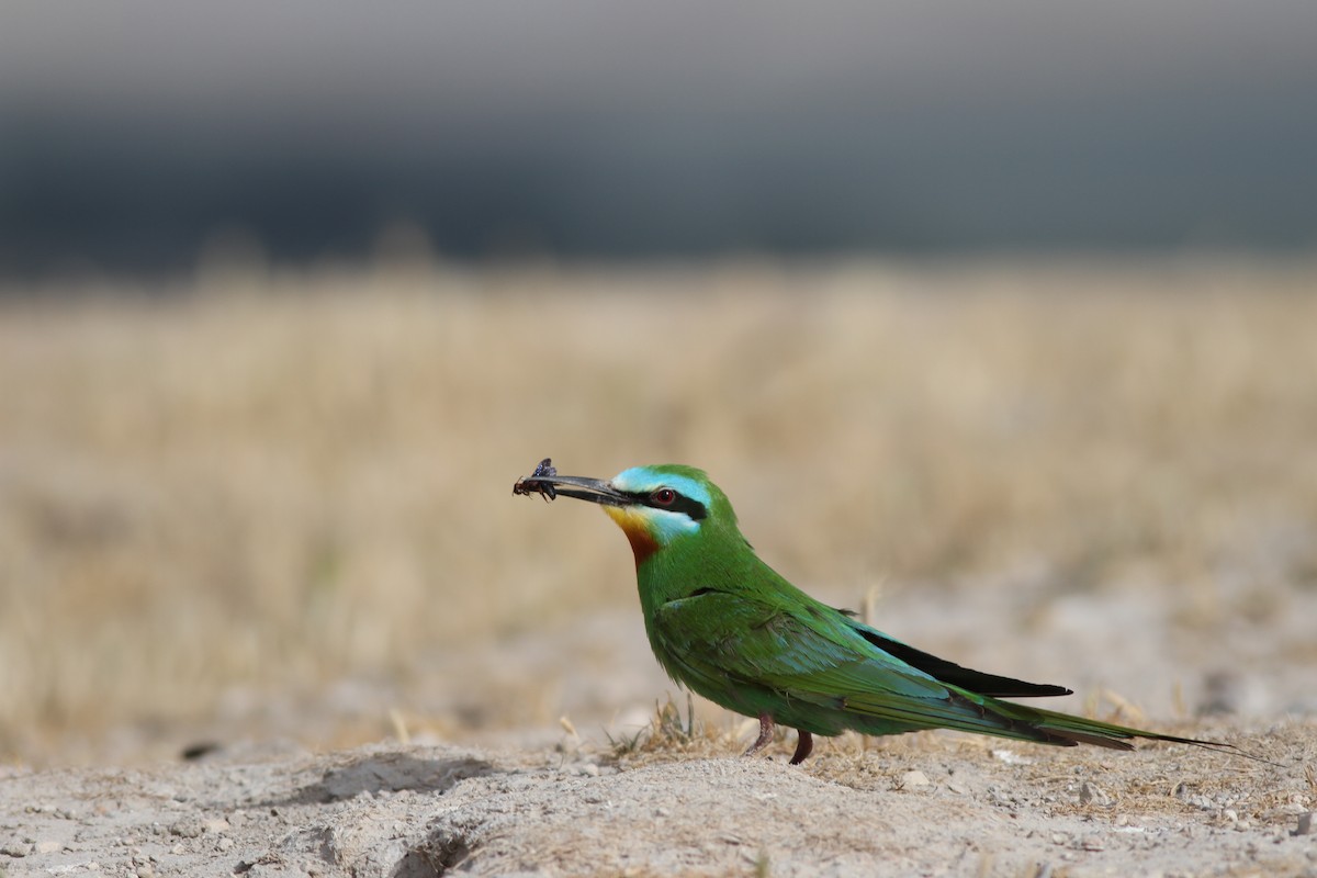 Blue-cheeked Bee-eater - ML28803121