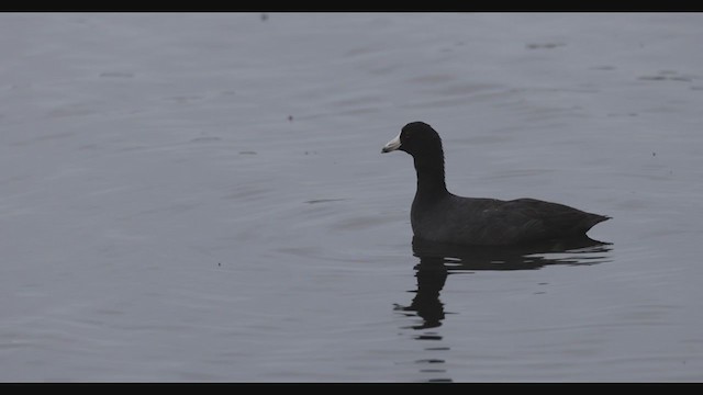 American Coot (Red-shielded) - ML288035611
