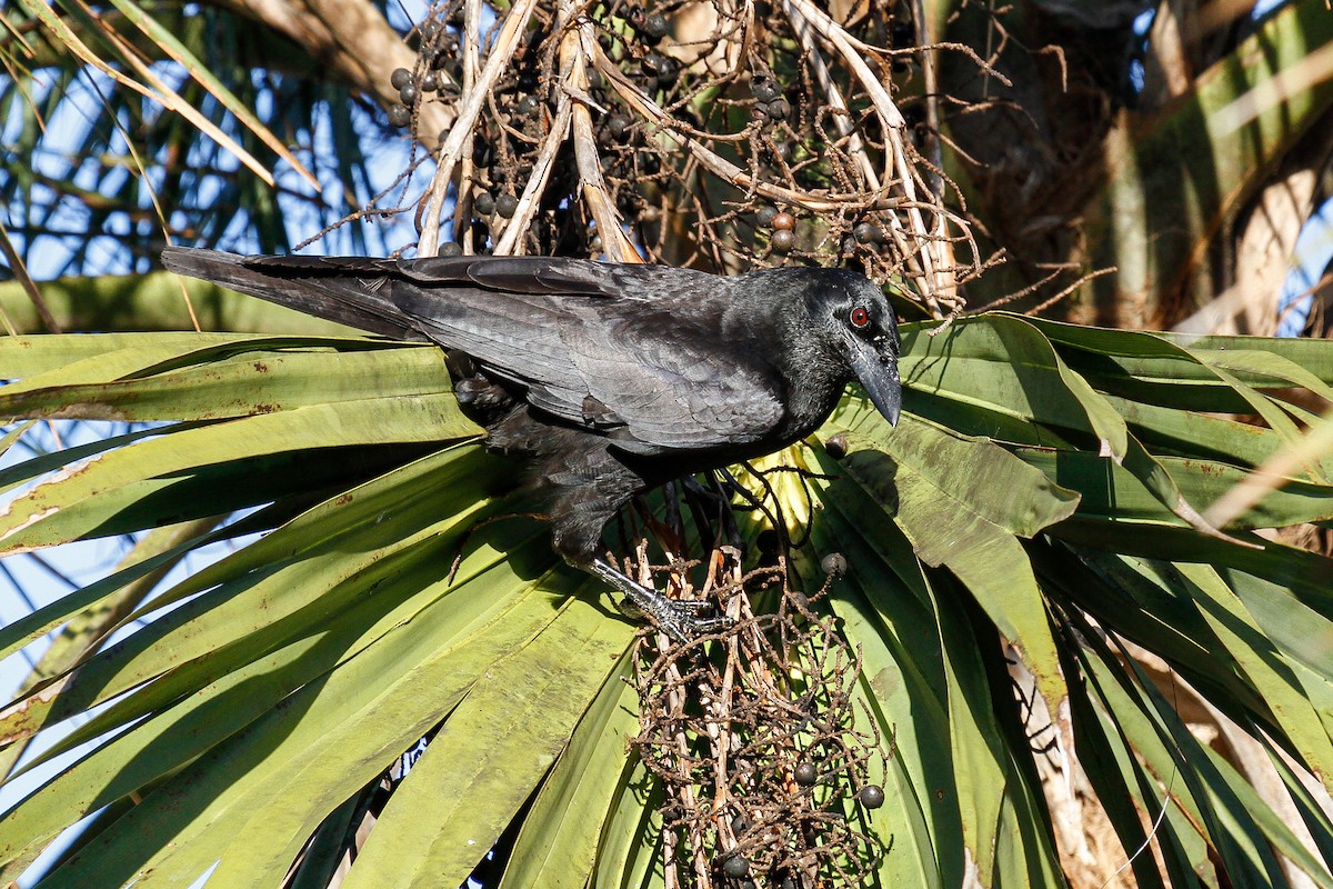 Cuban Crow - Peter Kennerley