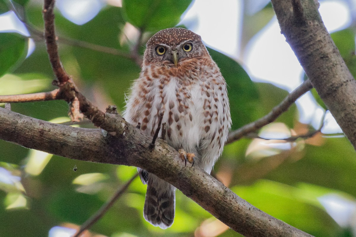 Cuban Pygmy-Owl - ML288035971