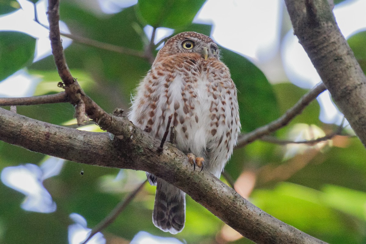 Cuban Pygmy-Owl - ML288036021