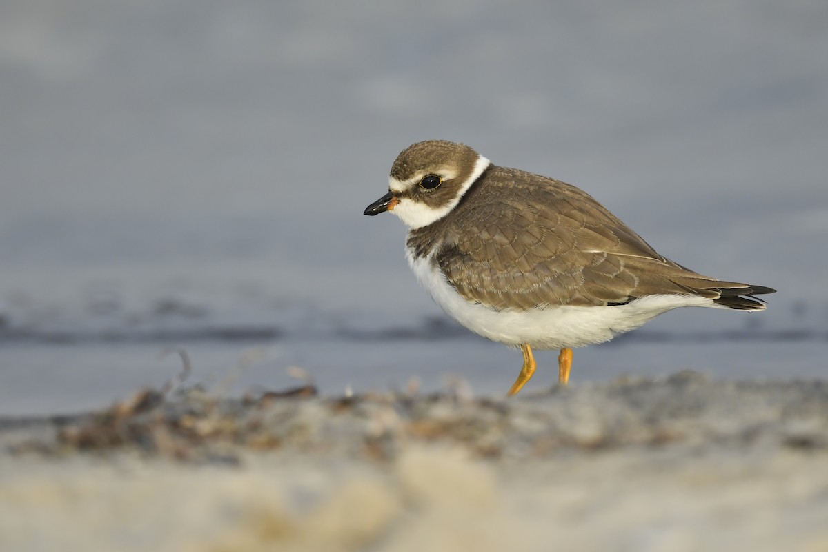 Semipalmated Plover - ML288037841