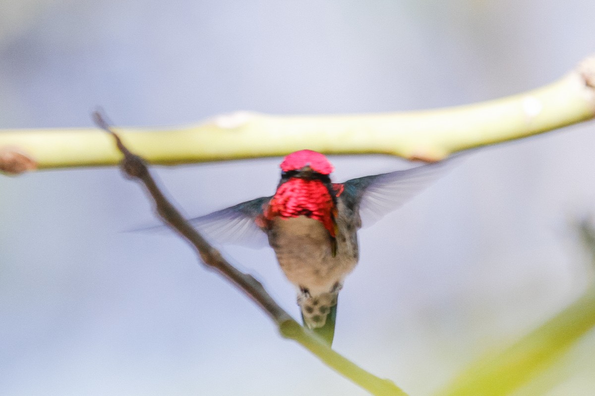 Bee Hummingbird - ML288038671