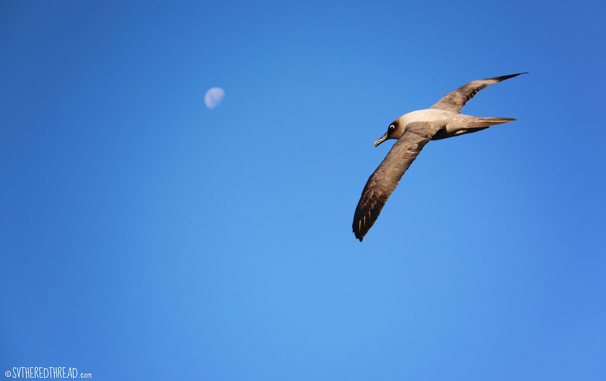 Light-mantled Albatross - Birding Aboard