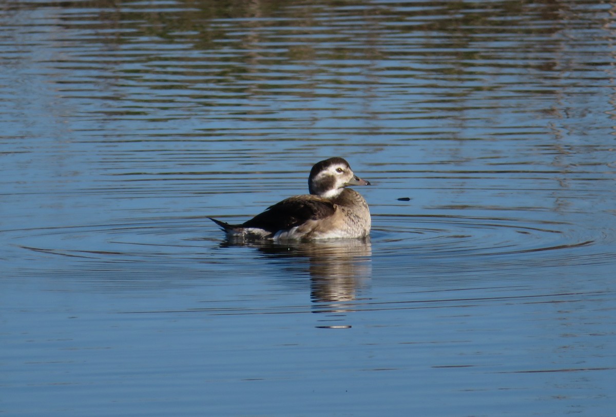 eBird Checklist - 14 Dec 2020 - Pajaro Dunes--lower Watsonville Slough ...