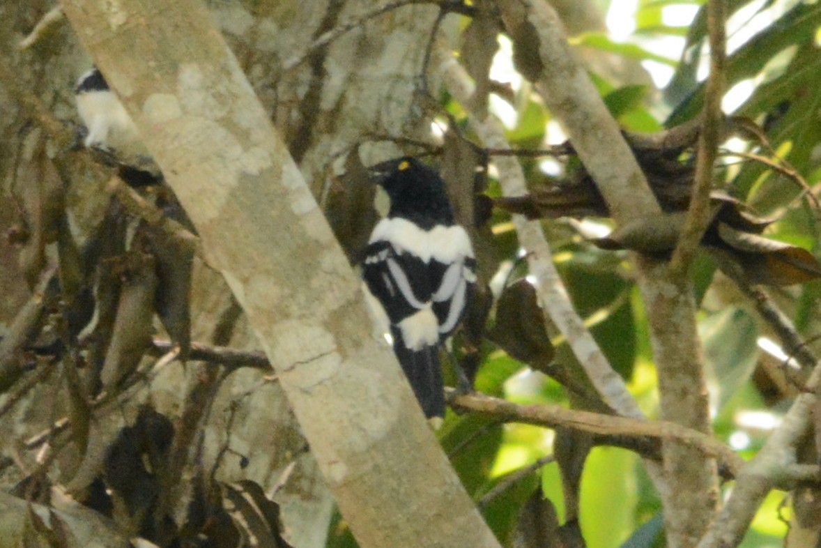 Magpie Tanager - Isabel Apkarian