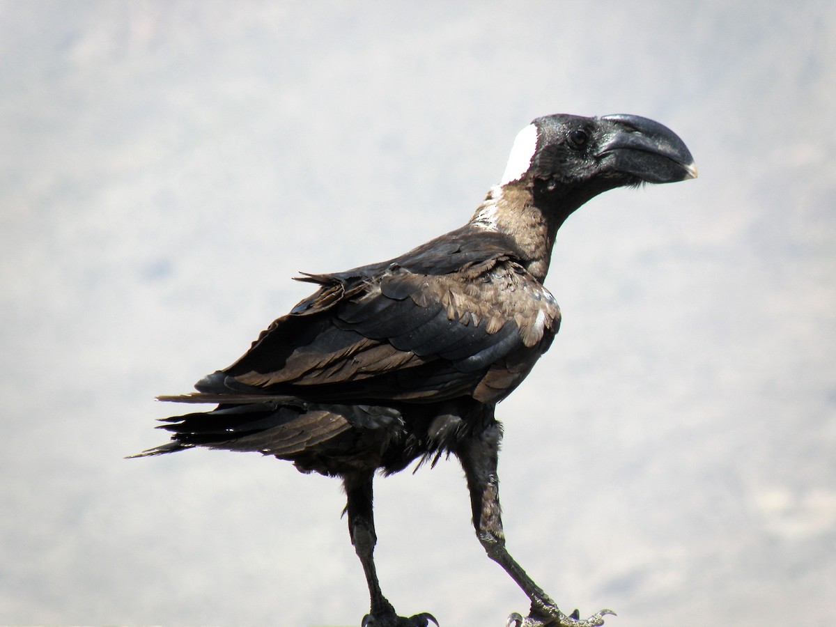 Thick-billed Raven - Carmelo de Dios