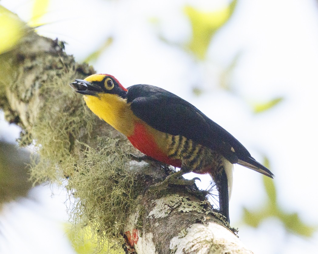 Yellow-fronted Woodpecker - ML288053301
