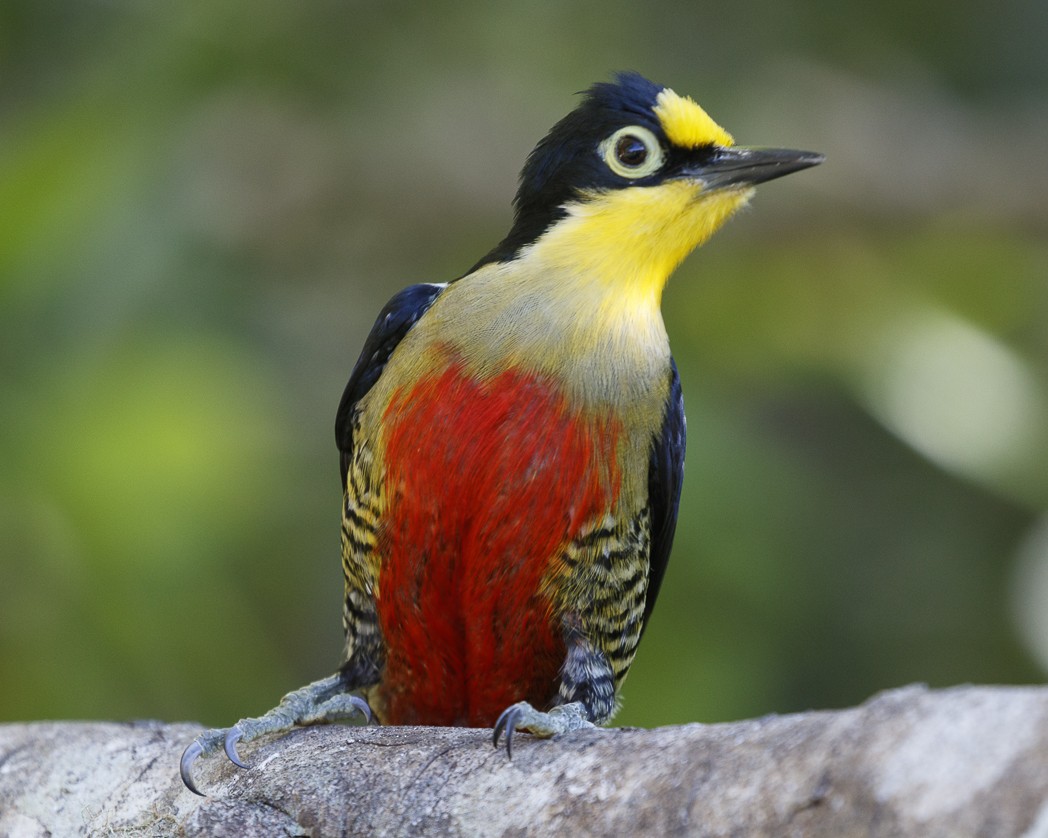 Yellow-fronted Woodpecker - ML288053351