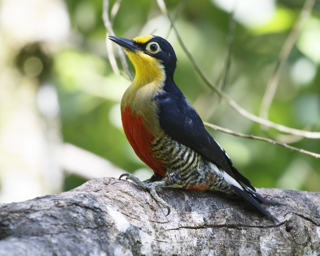 Yellow-fronted Woodpecker - ML288053361