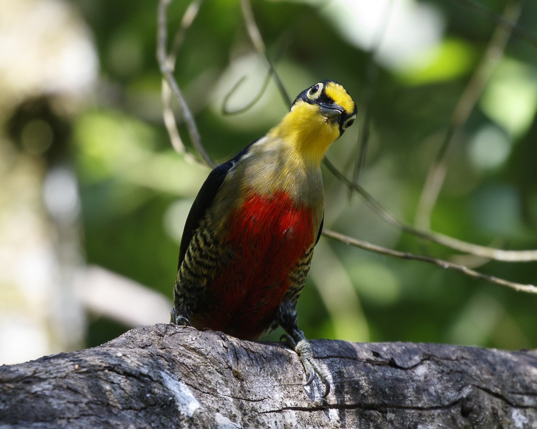 Yellow-fronted Woodpecker - ML288053371
