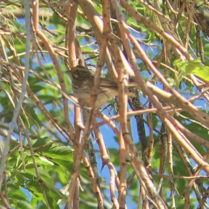 Savannah Sparrow - ML28805401