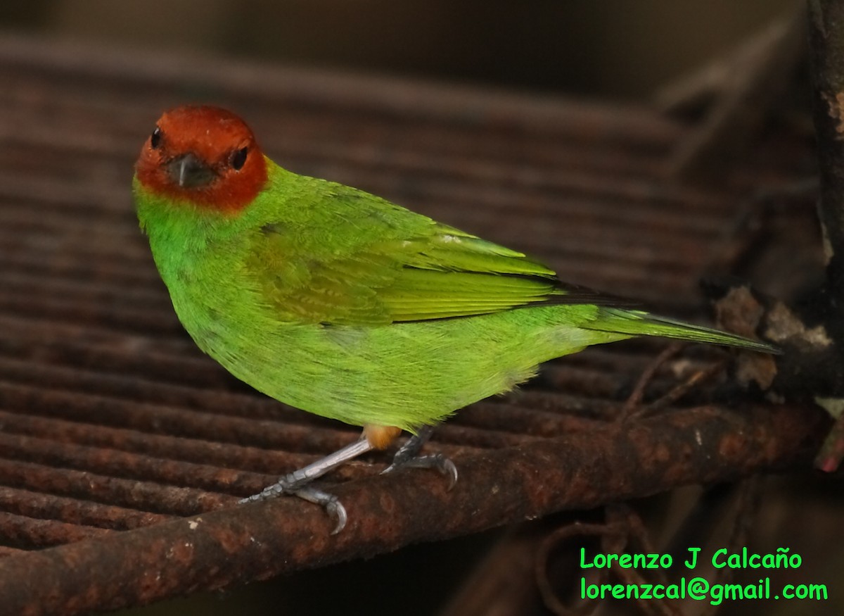 Bay-headed Tanager - ML288064251
