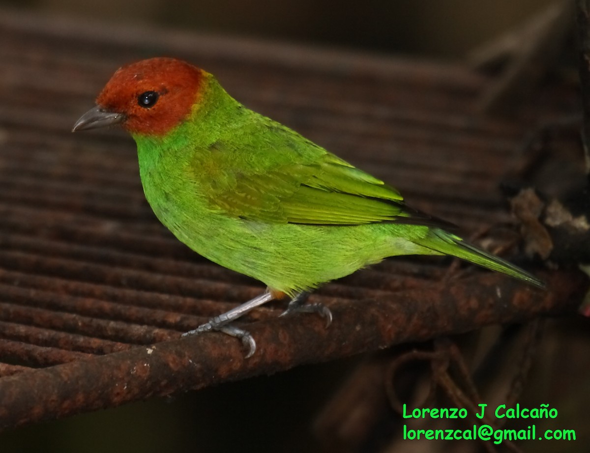 Bay-headed Tanager - ML288064301