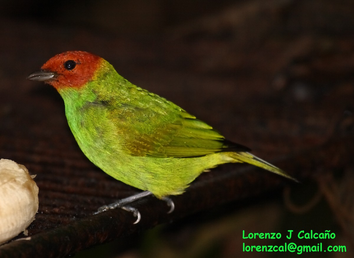 Bay-headed Tanager - ML288064391