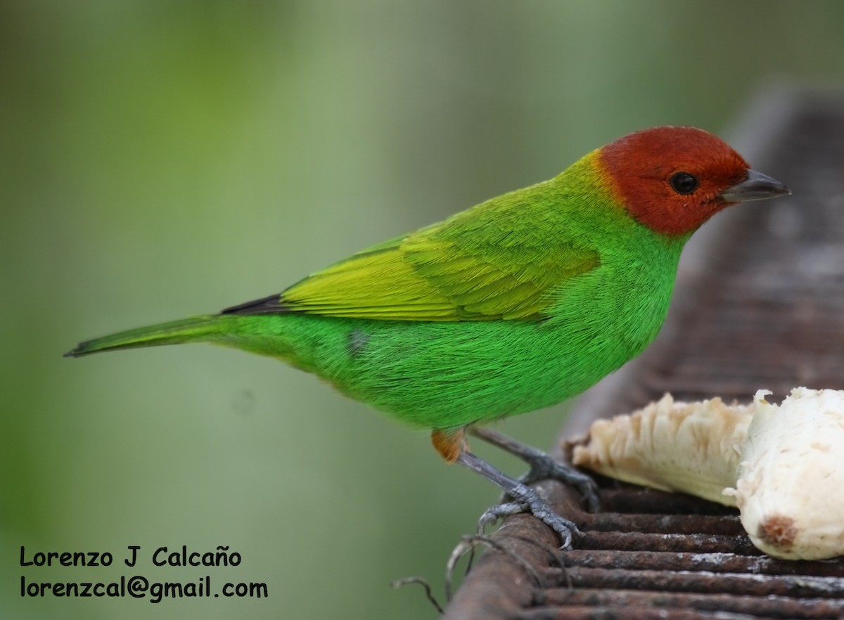 Bay-headed Tanager - ML288064811