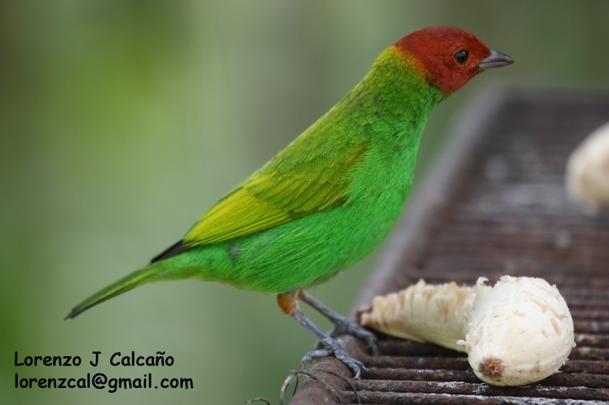 Bay-headed Tanager - ML288064881