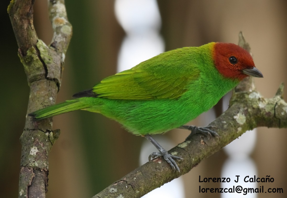 Bay-headed Tanager - ML288065081
