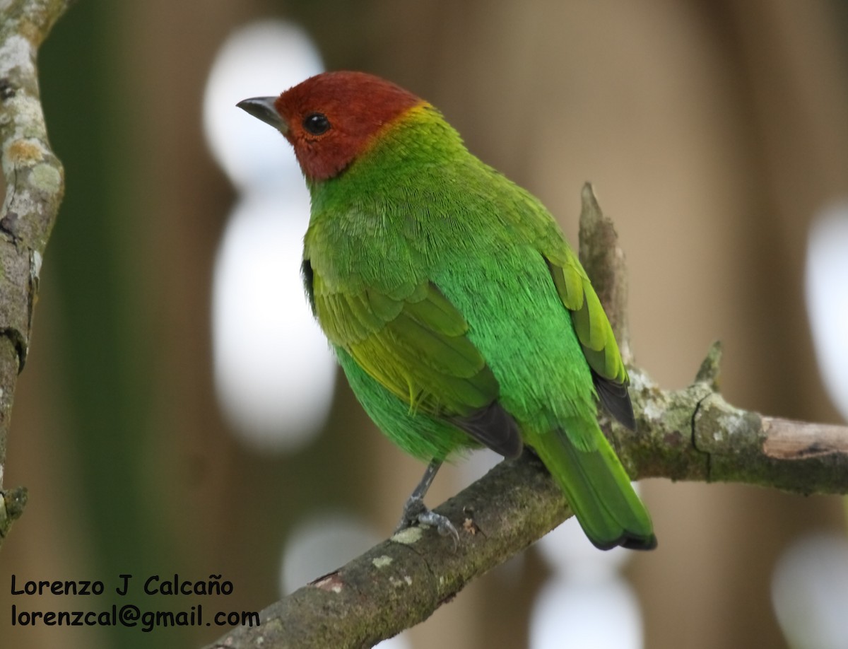 Bay-headed Tanager - ML288065141