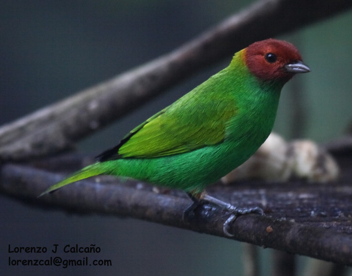 Bay-headed Tanager - ML288065181