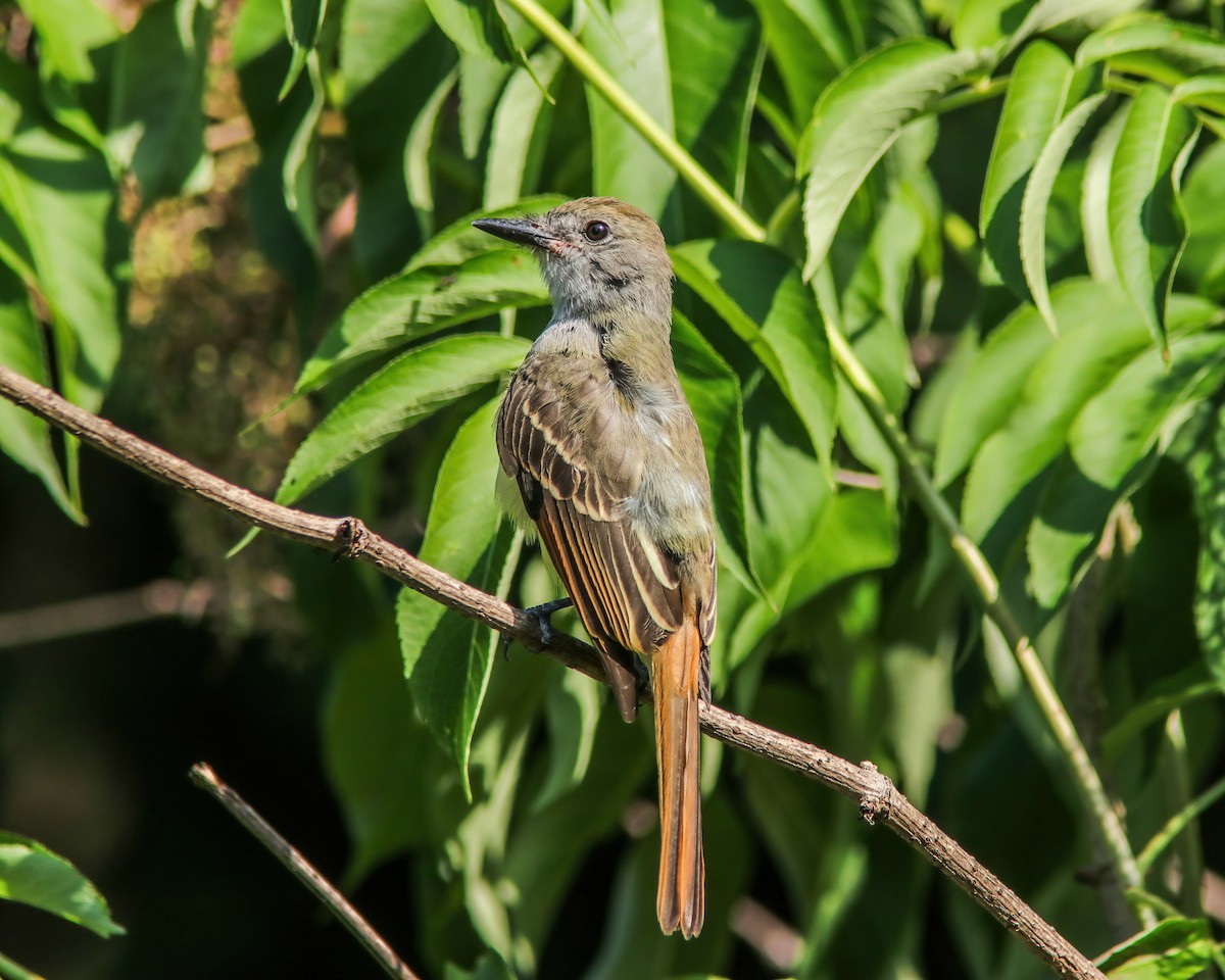 Great Crested Flycatcher - ML288067361