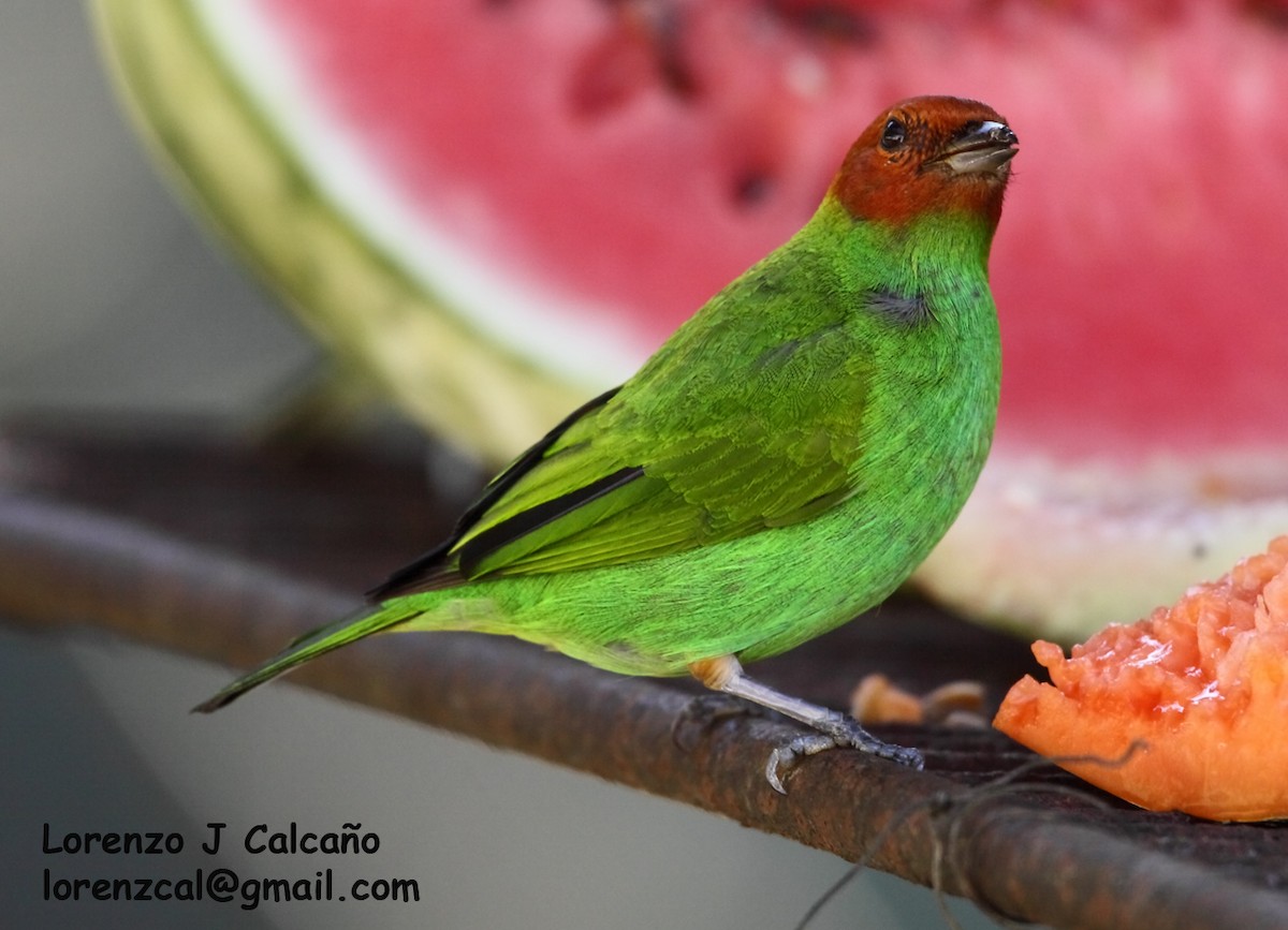 Bay-headed Tanager - ML288067631