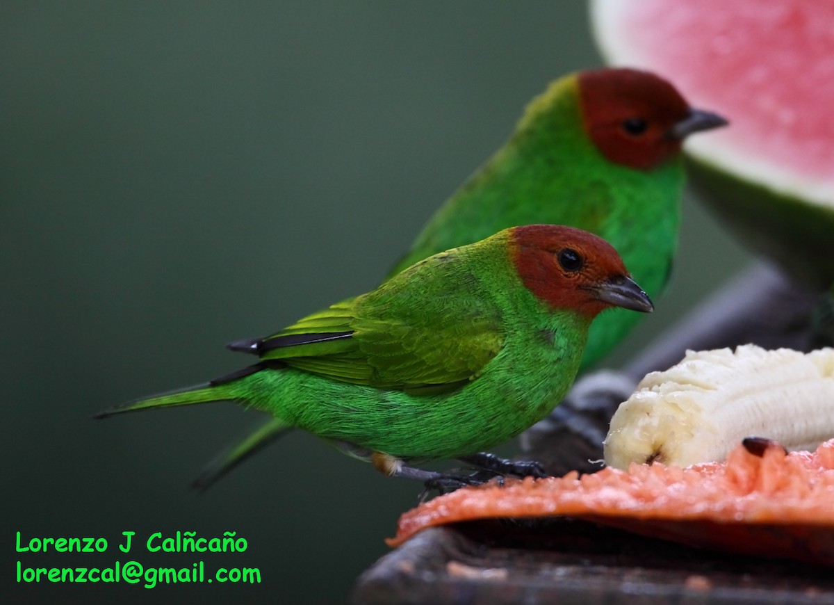 Bay-headed Tanager - ML288067731