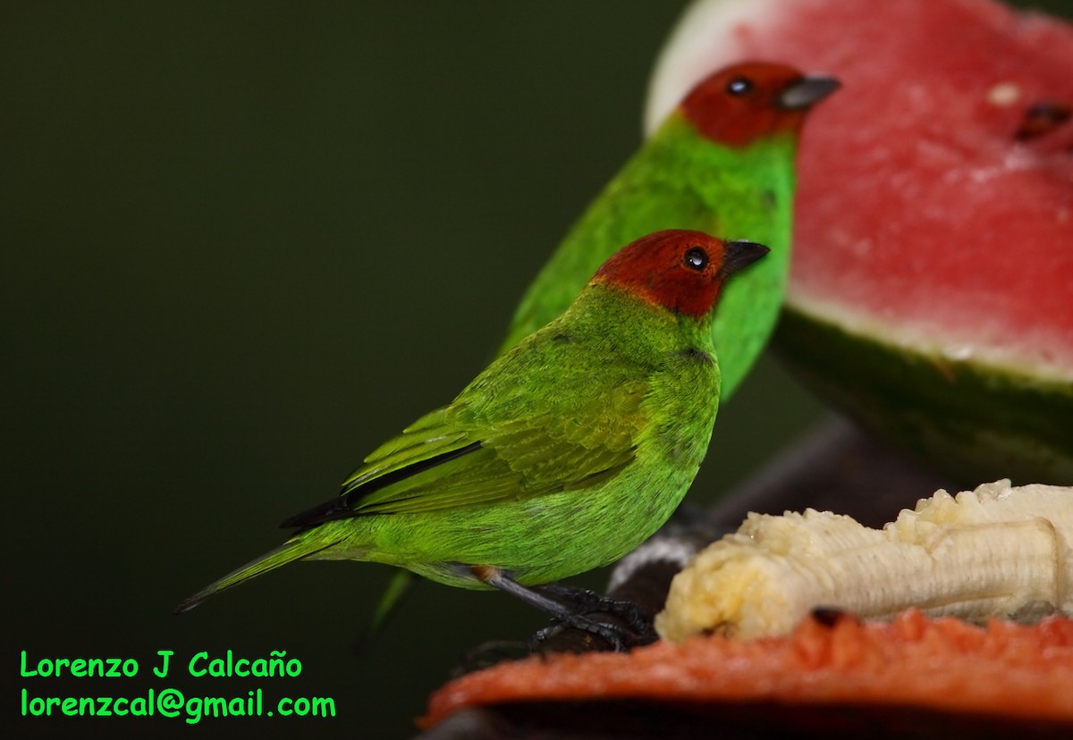 Bay-headed Tanager - ML288067891