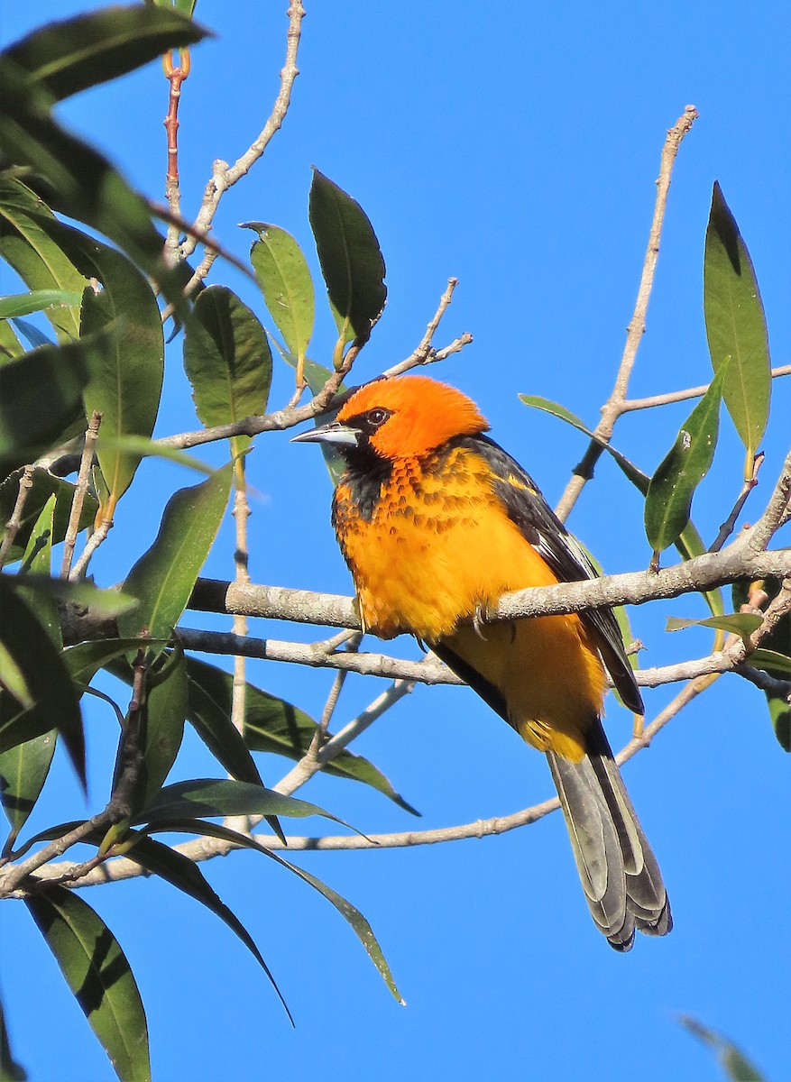 Spot-breasted Oriole - Alfonso Auerbach